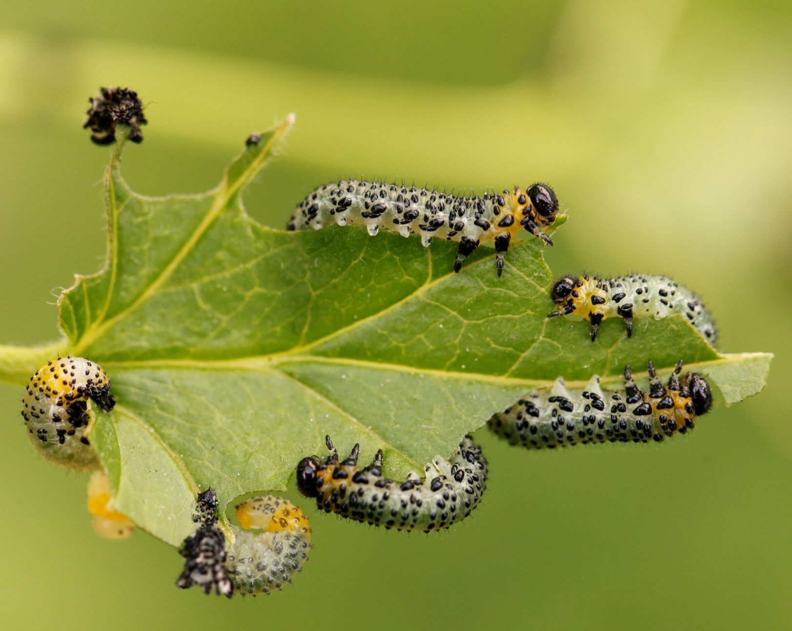 currantworm larvae